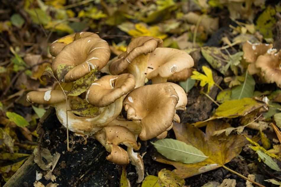 Sardinia and mushrooms: species and locations available in the region